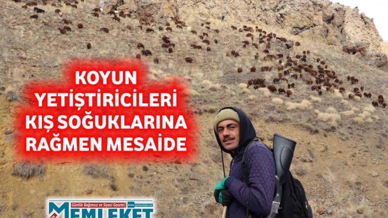 KOYUN YETİŞTİRİCİLERİ KIŞ SOĞUKLARINA RAĞMEN MESAİDE