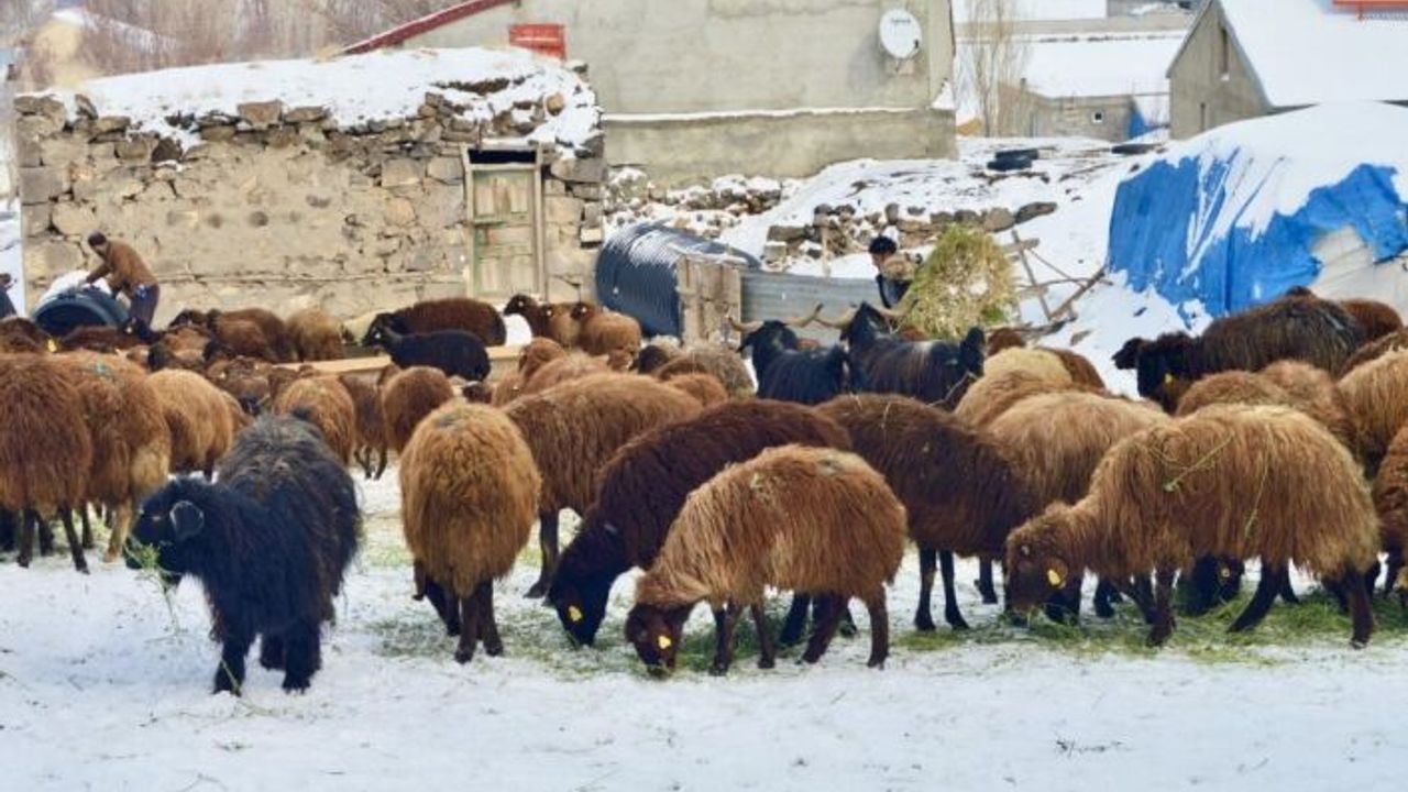 Ağrı’da hayata geçirilen “5 Yılda 750 bin Koyun” projesi meyvelerini vermeye başladı