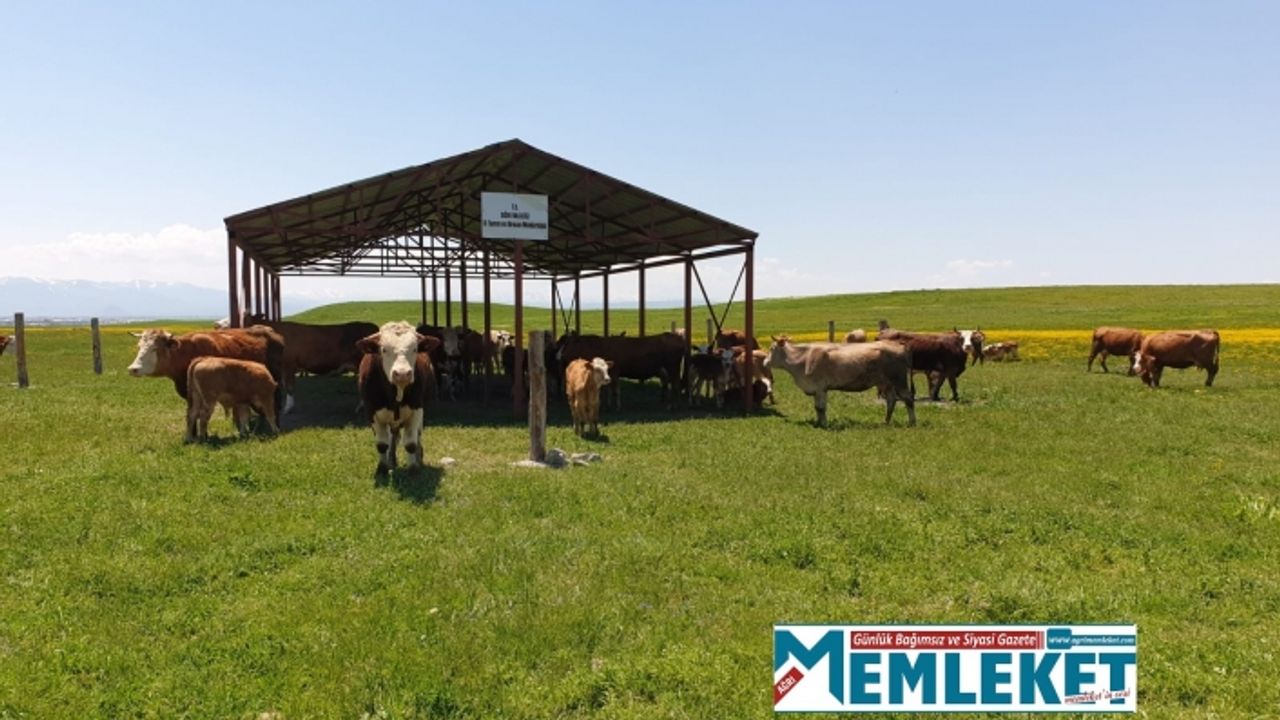 Ağrı'da yasaklı mera ve yayla kalmadı