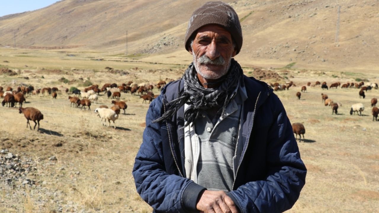 Ağrı'da yaylada sürüleri için 6 ay geçiren çobanlar dönüş hazırlığına başladı