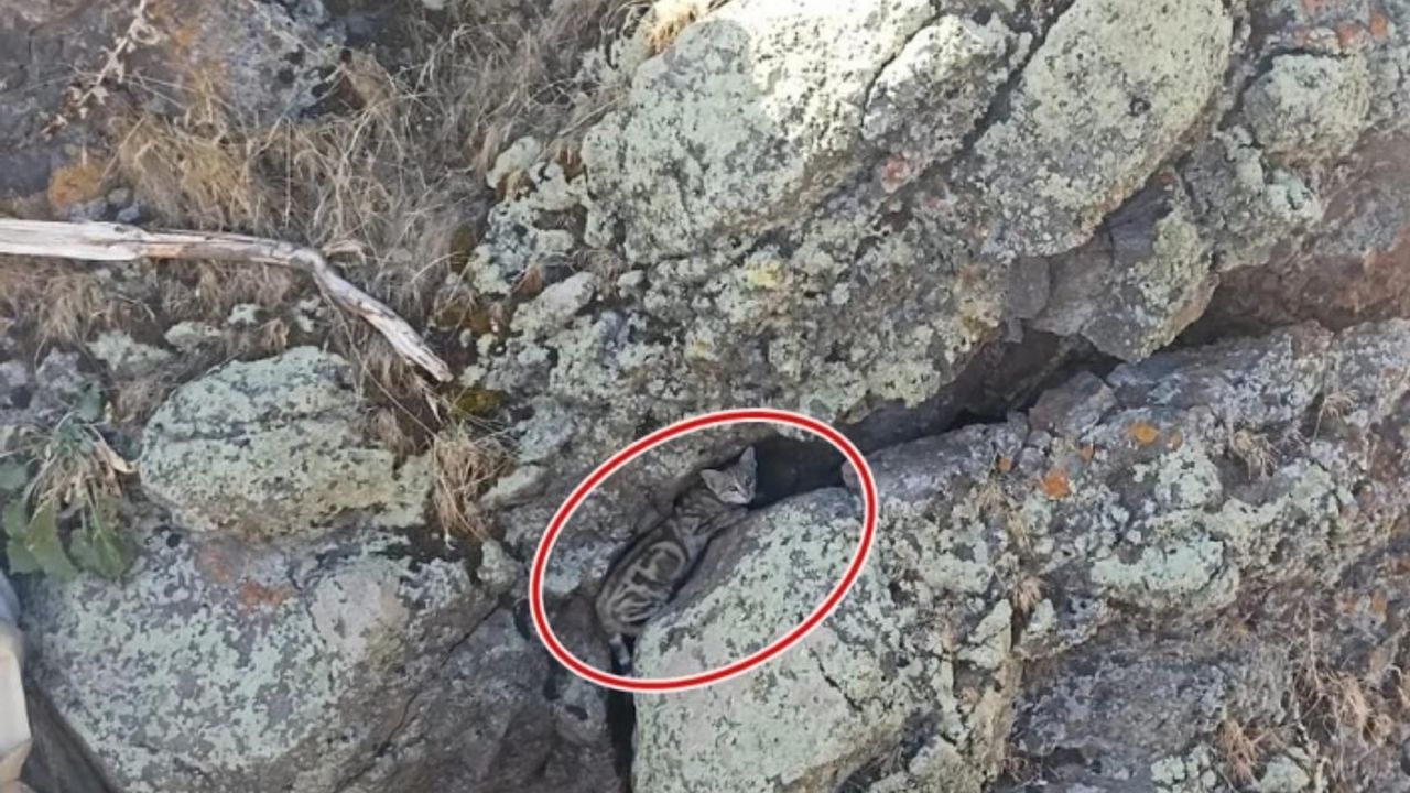 Nadir görülen canlı Ağrı'da görüntülendi