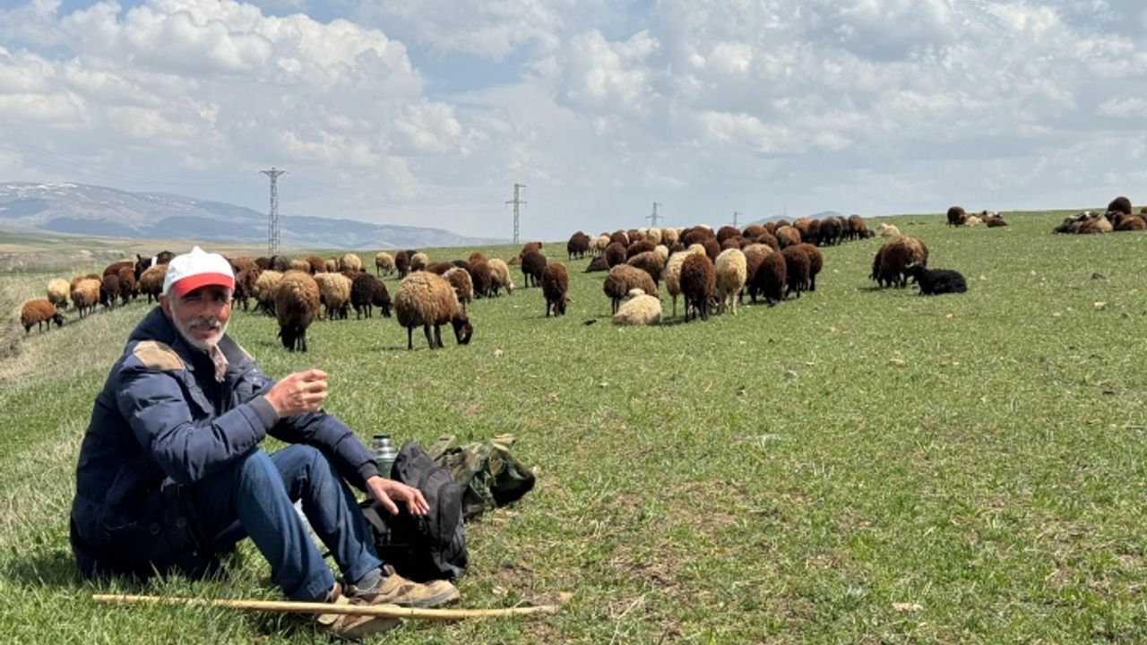 Ağrı'da besiciler kış boyu ahırlarda besledikleri hayvanlarını meraya çıkardı