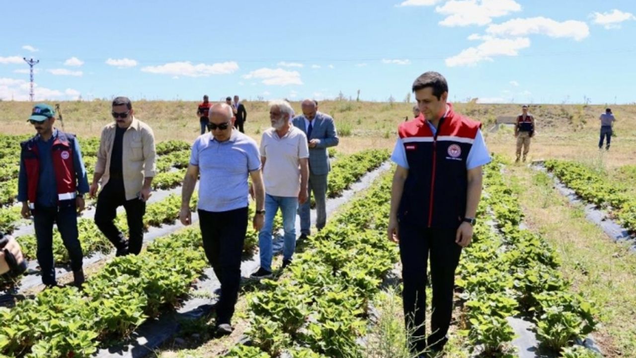 Çilek yetişmez denilen topraklardan 1 yılda 400 ton verim alındı