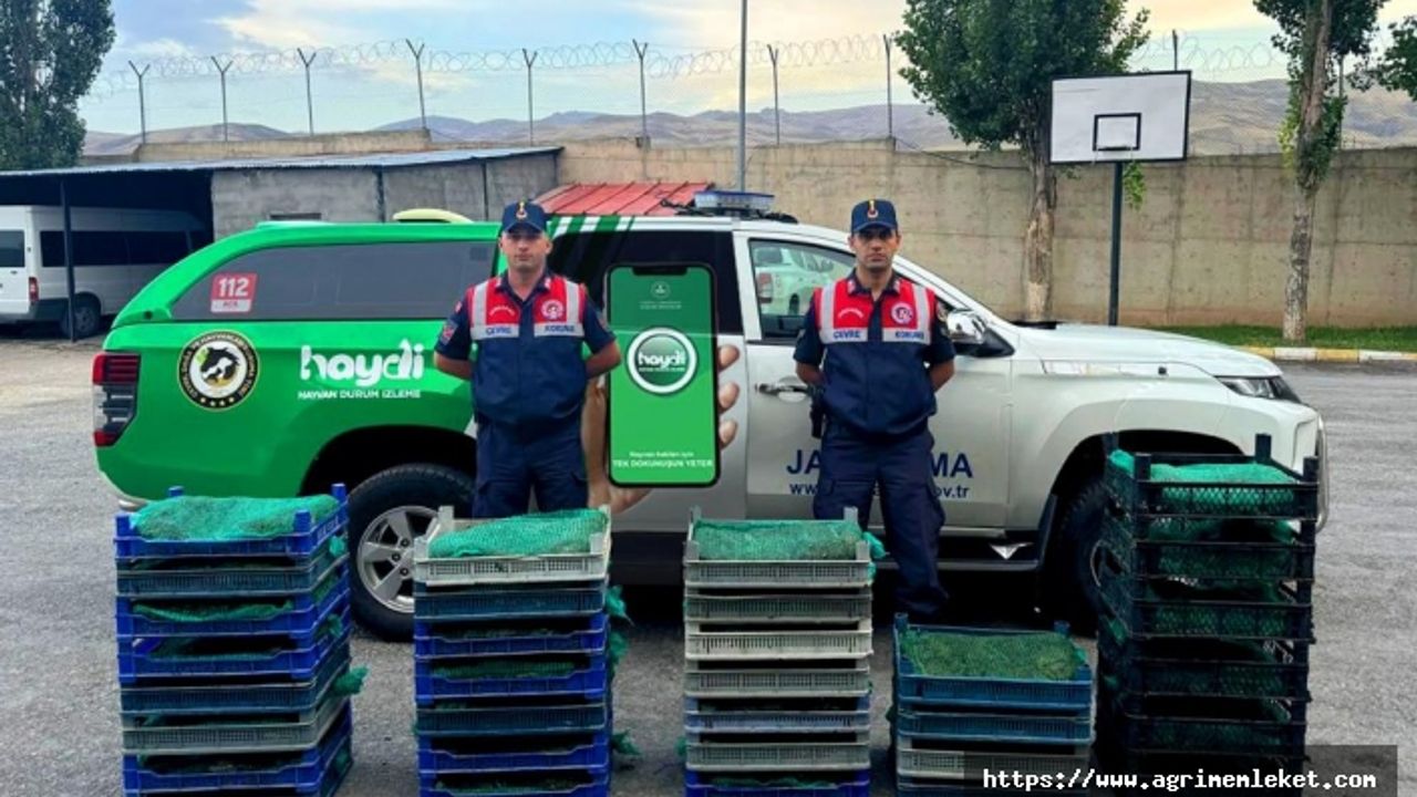 Ağrı'da kurbağa avcılarına rekor ceza