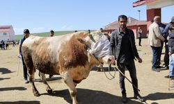 Doğu’dan Batıya kurbanlık sevkiyatı hız kazandı