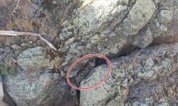 Nadir görülen canlı Ağrı'da görüntülendi