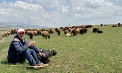 Ağrı'da besiciler kış boyu ahırlarda besledikleri hayvanlarını meraya çıkardı