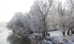 Ağrı'da soğuk havanın etkisiyle ağaçlar kırağı tuttu