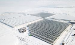 Ağrı'da dondurucu soğuklarda termal suyla ısıtılan seralarda her mevsim domates üretiliyor