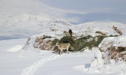 Kışın zorlu geçtiği Ağrı'da hayvanların bakımı da güçlükle yapılıyor