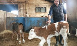 Ağrı'da devlet desteğiyle ahır yapan çiftçi 140 büyükbaş hayvanın bakımını özenle yapıyor