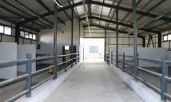 Ağrı'da 307 ahırdan oluşan hayvancılık merkezi inşasında sona yaklaşıldı