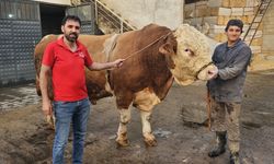 Ağrı'da 1 ton 190 kilogramlık kurbanlık boğa 500 bin liraya satıldı