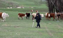 Ağrı'da karların erimesiyle hayvanlar meralara çıkarıldı