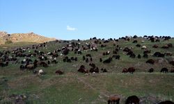 Ağrı Dağı eteklerindeki yaylalarda ot bereketi besicileri sevindirdi