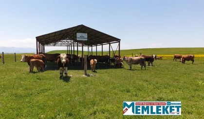 Ağrı'da yasaklı mera ve yayla kalmadı