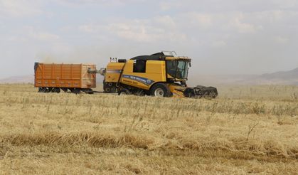 Ağrı Ovası'ndaki arazilerde hububat üretimi yaygınlaşıyor
