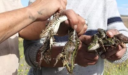 Ağrı’da kurbağa avcılarına rekor ceza