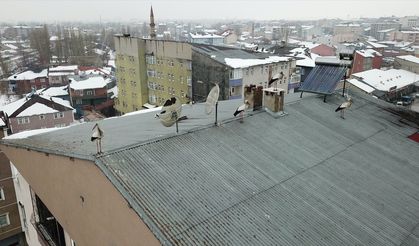Baharın müjdecisi leylekler kışın ortasında Ağrı'ya geldi