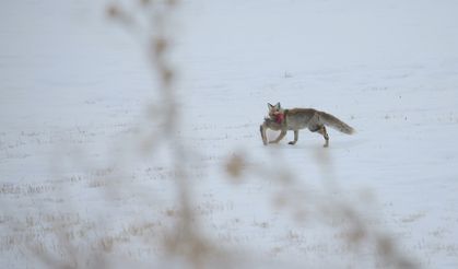 Erzurum, Kars, Ardahan ve Ağrı'da kar yağışı etkili oldu