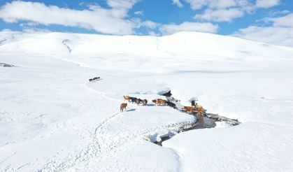 Baharda ev ve ahırların kara gömüldüğü Ağrı'nın köylerinde yaşam zorlu geçiyor