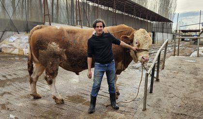 Ağrı'da 1 ton 190 kiloluk kurbanlık boğa alıcısını bekliyor