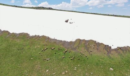 Ağrı'da karların erimediği dağlar rengarenk çiçekleriyle doğa tutkunlarının rotasında