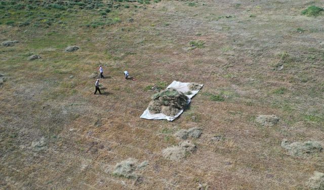 Ağrı'da dağlık bölgelerdeki araziler asırlık tırpanlarla imece usulü biçiliyor