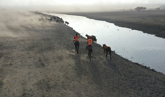 'Ağrı Dağı'nın kovboyları' eğittikleri yılkı atlarıyla sürüleri kontrol ediyor