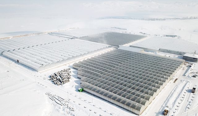 Ağrı'da dondurucu soğuklarda termal suyla ısıtılan seralarda her mevsim domates üretiliyor