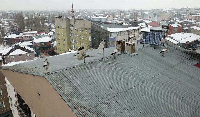 Baharın müjdecisi leylekler kışın ortasında Ağrı'ya geldi