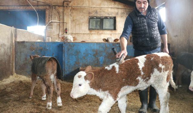 Ağrı'da devlet desteğiyle ahır yapan çiftçi 140 büyükbaş hayvanın bakımını özenle yapıyor