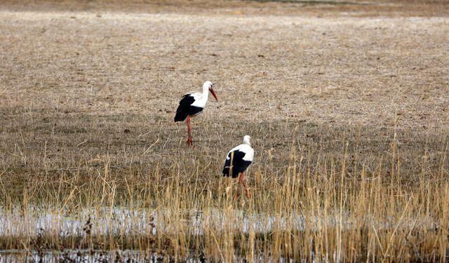 Havaların ısındığı Ağrı Dağı eteklerine göçmen kuşlar gelmeye başladı