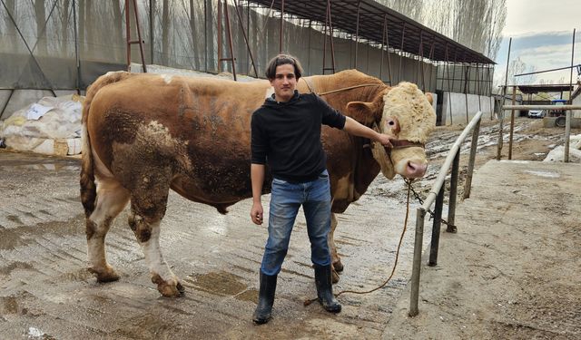 Ağrı'da 1 ton 190 kiloluk kurbanlık boğa alıcısını bekliyor