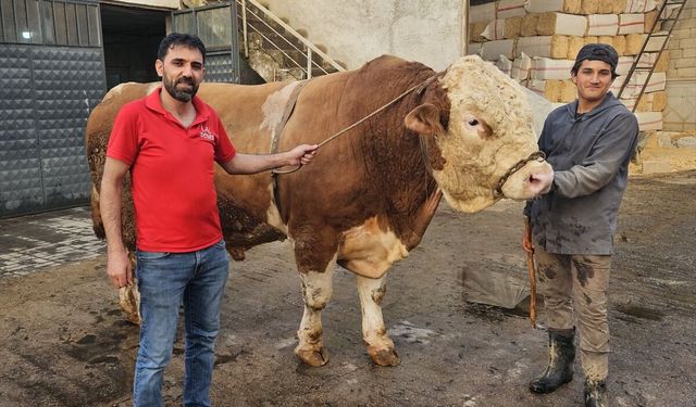Ağrı'da 1 ton 190 kilogramlık kurbanlık boğa 500 bin liraya satıldı