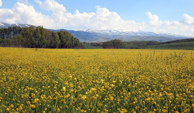 Ağrı'nın yüksek rakımlı köyleri çiçeklerle sarardı