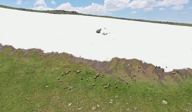 Ağrı'da karların erimediği dağlar rengarenk çiçekleriyle doğa tutkunlarının rotasında