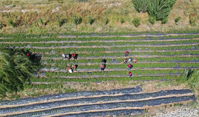 Ağrı'da devlet desteğiyle kurulan çilek bahçelerinde hasat zamanı