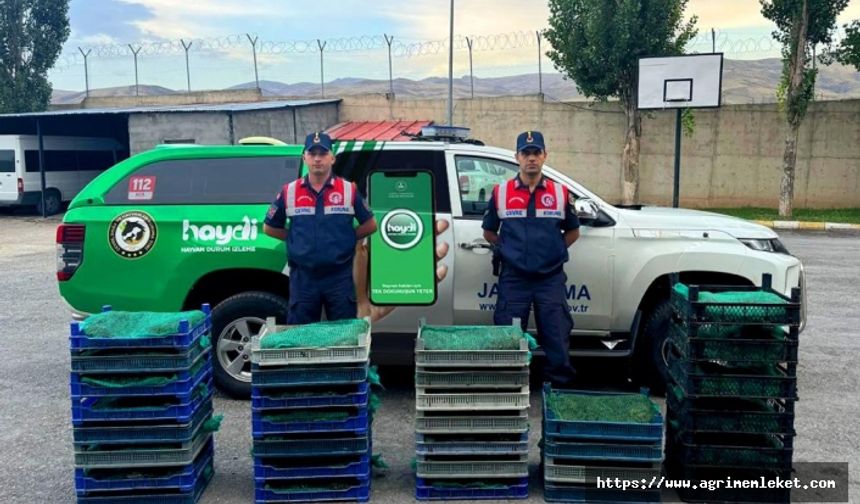 Ağrı'da kurbağa avcılarına rekor ceza
