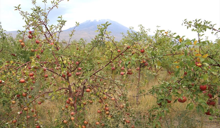 Ağrı Dağı manzaralı meyve bahçesinde elma hasadı başladı