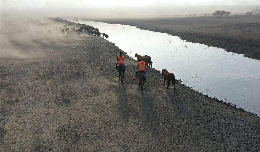 'Ağrı Dağı'nın kovboyları' eğittikleri yılkı atlarıyla sürüleri kontrol ediyor
