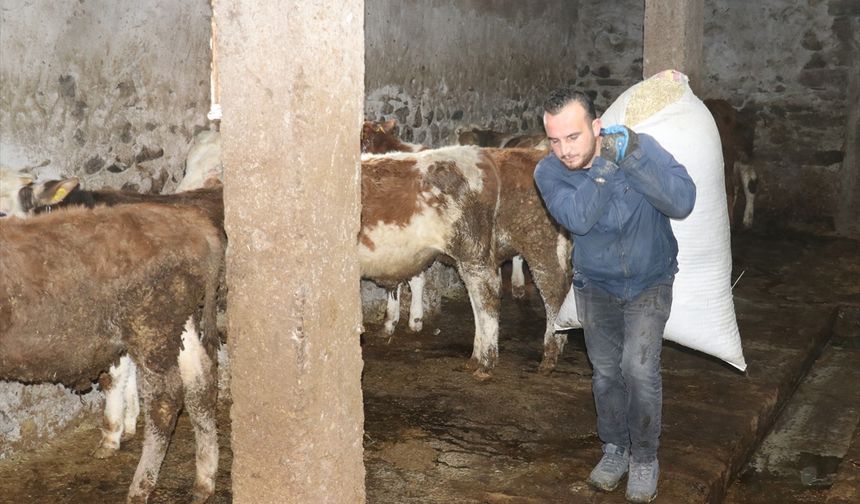 Ağrılı genç veteriner tekniker hibe desteğiyle hayvancılık işini büyüttü