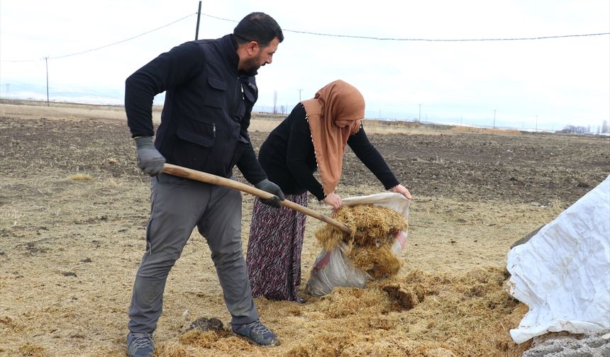 Gelin gittiği Ağrı'da köye ayak uyduran kadın besicilikte örnek oluyor