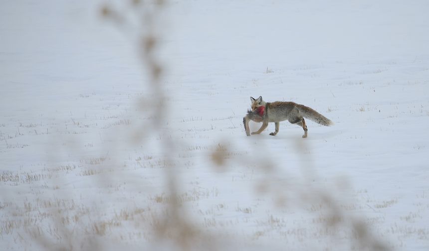 Erzurum, Kars, Ardahan ve Ağrı'da kar yağışı etkili oldu