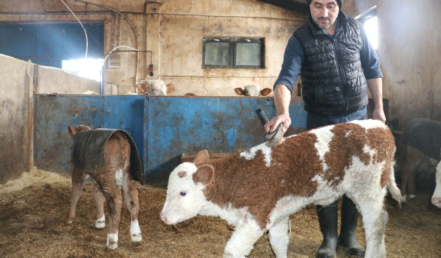 Ağrı'da devlet desteğiyle ahır yapan çiftçi 140 büyükbaş hayvanın bakımını özenle yapıyor