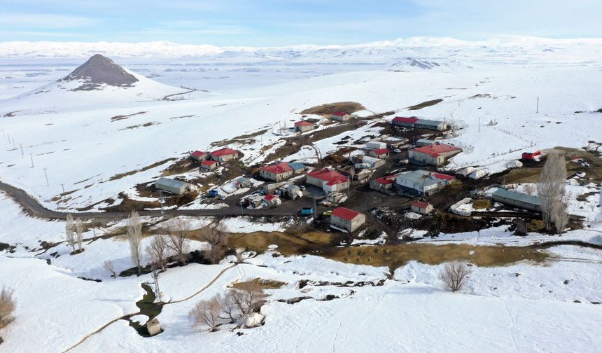 Ağrı'da küçükbaş hayvanların karlı dağlarda 'tek sıra' beslenme yolculuğu