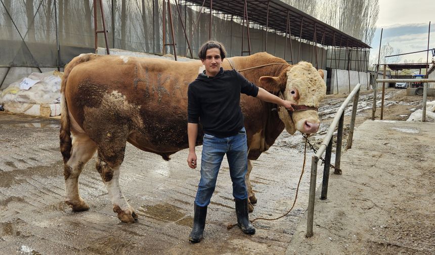 Ağrı'da 1 ton 190 kiloluk kurbanlık boğa alıcısını bekliyor