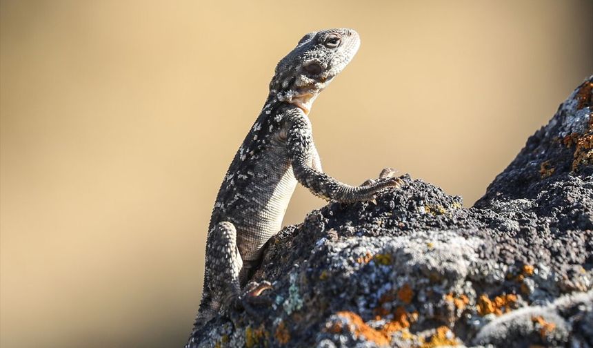 Ağrı Dağı'nın kelerleri doğal ortamında görüntülendi