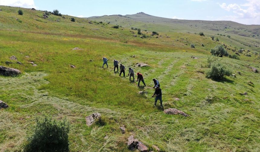 Ağrı ve Kars'ta çiftçiler kışlık ot için çayırlarda tırpan sallıyor